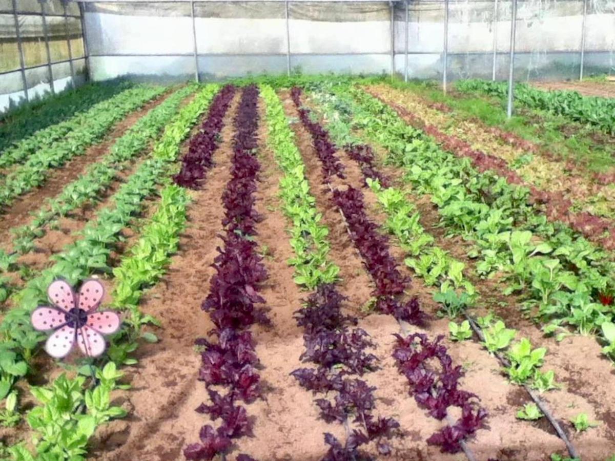 Quinta Dos Sabores Farm Houses リベイラ・グランデ エクステリア 写真